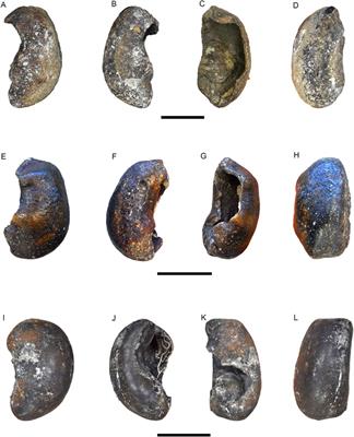 New cetacean fossils from the late Cenozoic of South Africa